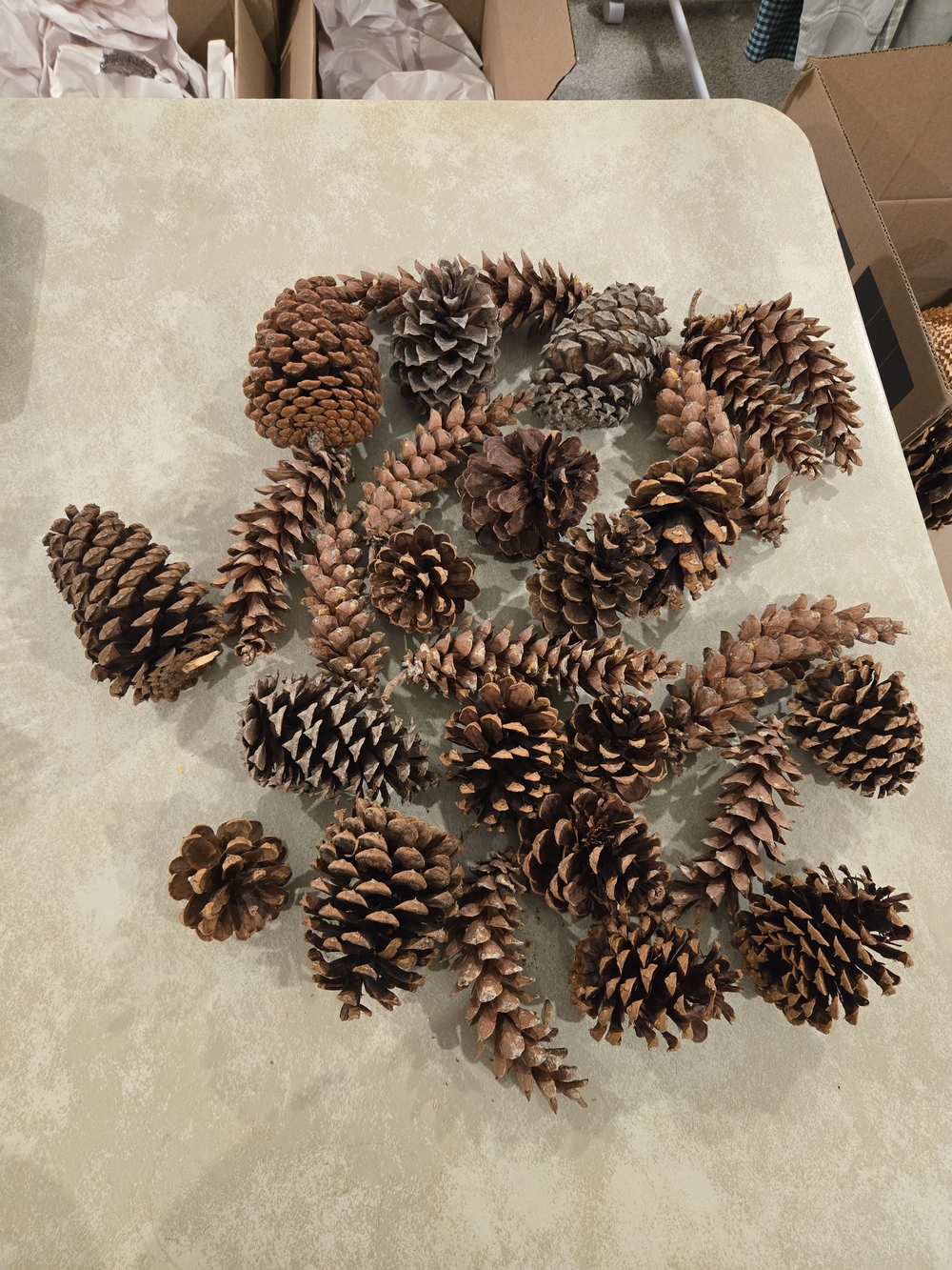 Natural Brown Pinecones - Decorative Home Holiday Accents
